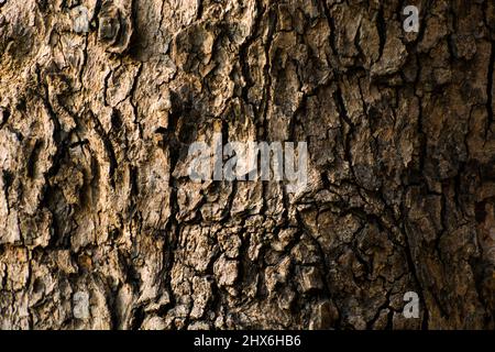 Holz rau strukturierten Hintergrund Stockfoto