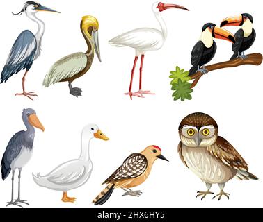 Satz von Vogel Cartoon Figur Illustration Stock Vektor