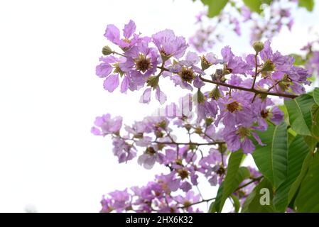 Lagerstroemia stammt aus dem tropischen Südasien. Es ist ein Laubbaum mit leuchtend rosa bis hellvioletten Blüten. Stockfoto