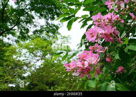 Lagerstroemia stammt aus dem tropischen Südasien. Es ist ein Laubbaum mit leuchtend rosa bis hellvioletten Blüten. Stockfoto