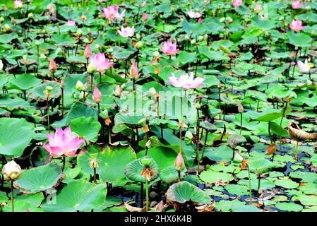 Lotus, Heiliger Lotus, ägyptischer Lotus oder Nelumbo nucifera Gaertn. Stockfoto
