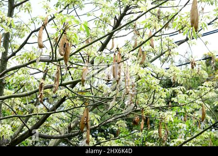 Kapok, Ceiba pentandra , Weißer Seidenbaumwolle, beachten Sie select Fokus mit geringer Tiefenschärfe Stockfoto
