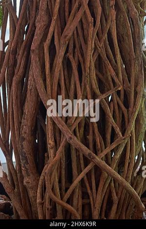 Verflochtene Stämme tropischer Pflanzen im Nahbereich. Künstliche Topfpflanze Stockfoto