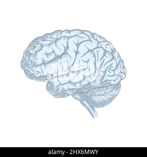 Skizzenhaft Stil menschlichen Gehirn abstrakt. Isoliert auf weißem Hintergrund. Abbildung Stockfoto