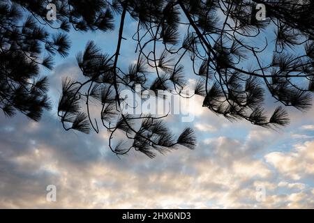 Natürliche Szene von silhouettierten Kiefernblättern auf hängenden Ästen mit Hintergrund eines hellen bewölkten Himmels bei Sonnenaufgang. Stockfoto