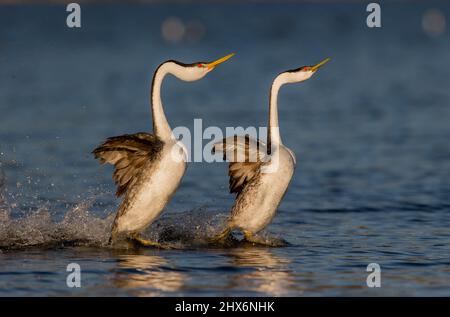 San Francisco, USA. 8. März 2022. Greiftaucher werden in einem Park in San Jose, Kalifornien, USA, gesehen, 8. März 2022. Quelle: Dong Xudong/Xinhua/Alamy Live News Stockfoto