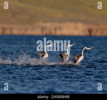 San Francisco, USA. 8. März 2022. Greiftaucher werden in einem Park in San Jose, Kalifornien, USA, gesehen, 8. März 2022. Quelle: Dong Xudong/Xinhua/Alamy Live News Stockfoto