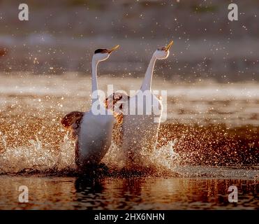 San Francisco, USA. 8. März 2022. Greiftaucher werden in einem Park in San Jose, Kalifornien, USA, gesehen, 8. März 2022. Quelle: Dong Xudong/Xinhua/Alamy Live News Stockfoto