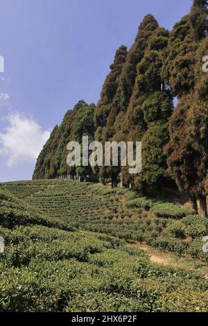 Malerischer Blick auf den grünen Gopaldhara-Teegarten bei mirik in der Nähe der darjeeling-Bergstation im Westen von bengalen, indien Stockfoto