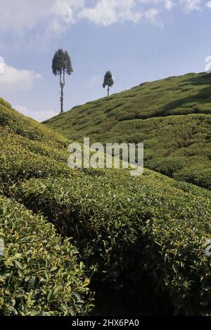 Malerischer Blick auf den grünen Gopaldhara-Teegarten bei mirik in der Nähe der darjeeling-Bergstation im Westen von bengalen, indien Stockfoto