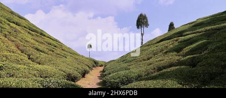 Malerischer Blick auf den grünen Gopaldhara-Teegarten bei mirik in der Nähe der darjeeling-Bergstation im Westen von bengalen, indien Stockfoto