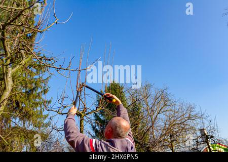 Bauer ist die Beschneidung Zweige von Obstbäumen im Obstgarten mit langen LOPPERS im frühen Frühling. Stockfoto