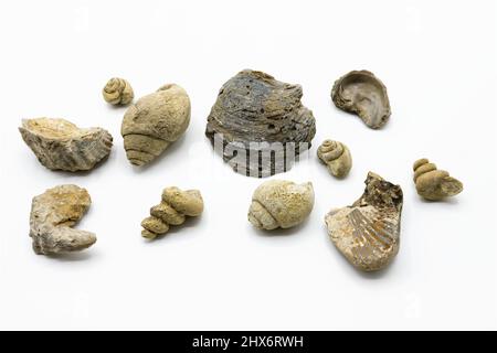 Mehrere und verschiedene marine Fossilien wie Muscheln, Conches isoliert auf weißem Hintergrund Stockfoto