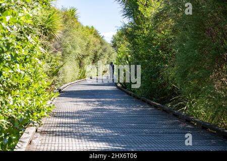 Tauranga Neuseeland - März 10 2022; Menschen auf Gehwegen durch Feuchtgebiete und Busch im Kopurererua Valley, Tauranga. Stockfoto