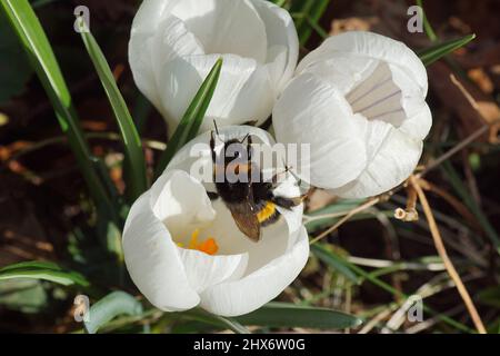 Königin, Hummel-Arten im Bombus lucorum-Komplex, Familie Apidae auf weißen Blüten von Krokus, Familie Iridaceae. Holländischer Garten. März, Spätwinter Stockfoto