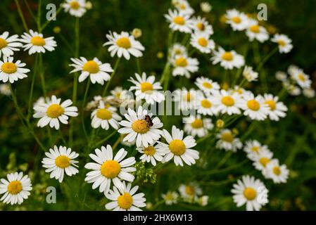 Nahaufnahme eines Blumenstrauens blühender Kamillen (Matricaria chamomilla). Kamille ist eine Pflanzenart innerhalb der Familie der Gänseblümchen (Asteraceae). Stockfoto
