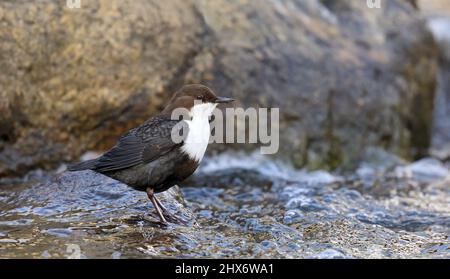 Weißkehlchen-Dipper, Cinclus cinclus sitzt auf Stein im Bach Stockfoto