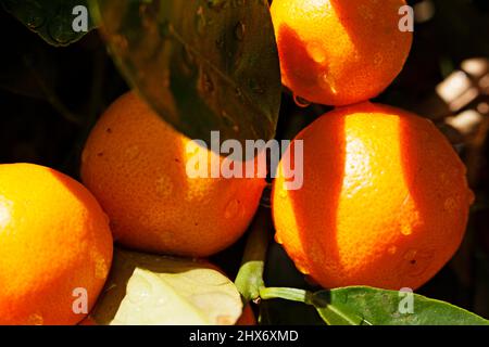 Kleine orange Zitrusfrüchte wachsen auf einem Baum Stockfoto