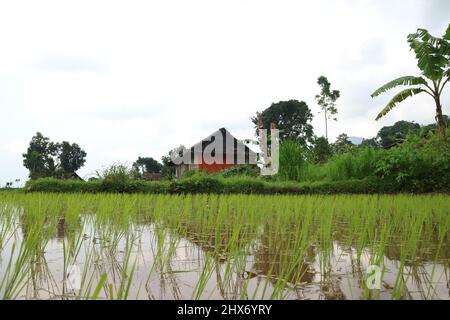Mojokerto, Indonesien : 22. Januar 2022: Schöne Aussicht auf Reisfelder, Berge, alte Hütten. Ideal für Naturhintergründe. Stockfoto
