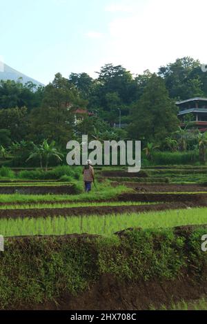 Mojokerto, Indonesien : 22. Januar 2022: Schöne Aussicht auf Reisfelder, Berge, alte Hütten. Ideal für Naturhintergründe. Stockfoto