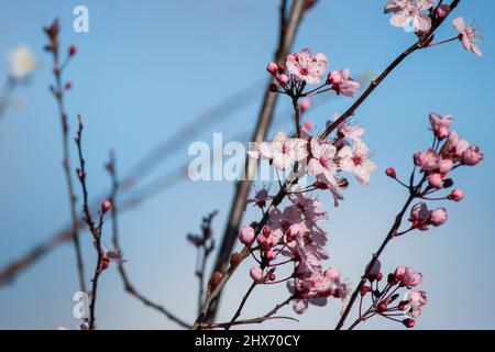 Kirschblüte Blüten Stockfoto