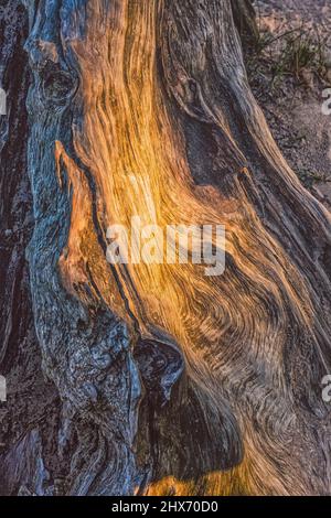 Alter Holzhintergrund, Wurzel, Wurzelmaserung, Wurzelholz Stockfoto