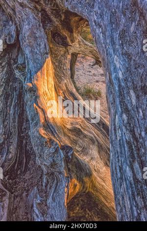 Alter Holzhintergrund, Wurzel, Wurzelmaserung, Wurzelholz Stockfoto