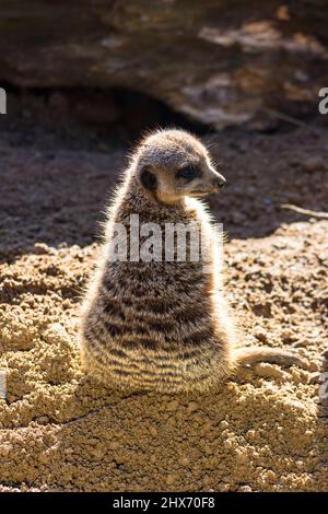 Porträt eines erwachsenen Erdmännchen, der über die Schulter schaut Stockfoto