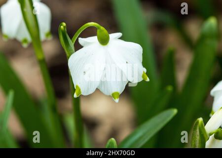 Nahaufnahme einer Schneeglöckchen-Blume/Pflanze, weiße Blütenblätter Stockfoto