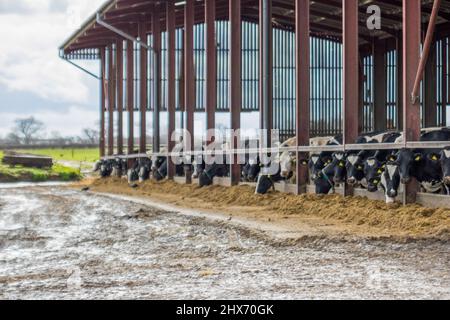 Milchvieh in einem Kuhstall, aufgereiht, essen Stockfoto