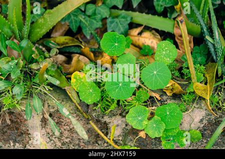 Ein Teil eines Hausgartens mit verschiedenen Pflanzen, wie Aloe Vera, Garden Nasturtium, English Ivy, etc. Stockfoto