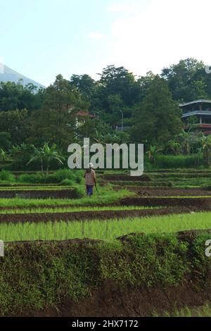 Mojokerto, Indonesien : 22. Januar 202. Ein Bauer auf dem Reisfeld, mit einer grünen Fläche von Reisfeldern im Hintergrund. Ideal für Naturtapete. Stockfoto
