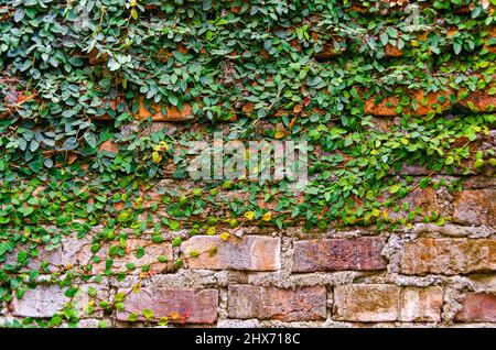 Ficus pumila – auch bekannt als Kletterfeige, schleichender Ficus, schleichender Feige – klettert die Ziegelwand eines Hauses/Hauses. Stockfoto