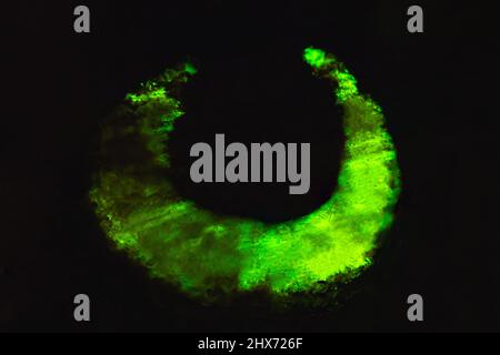 Einzigartigen Hintergrund Textur von bioluminescent Holz, die im Dunkeln leuchten Stockfoto