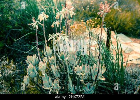 Creative Nature Plants, Aloes, Sukkulenten & Köcherbäume. Südafrikas National Botanical Gardens. Hintergründe, Abstrakt & Innenarchitektur Stockfoto