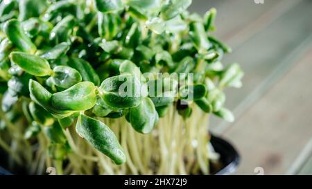 Trendige Micro Greens Sprossen aus der Nähe auf weißem Hintergrund Stockfoto