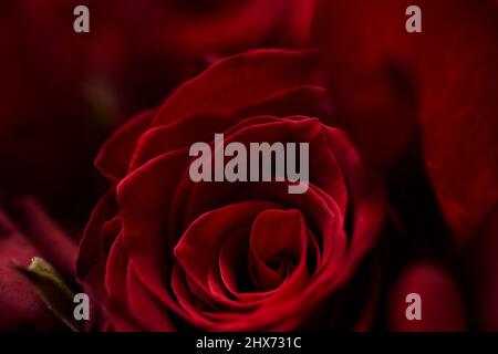 Nahaufnahme von roten Rosen Stockfoto