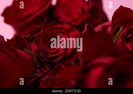 Rote Rosen auf rosa Hintergrund Stockfoto