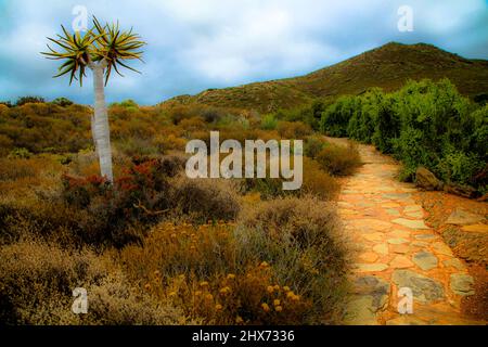 Creative Nature Plants, Aloes, Sukkulenten & Köcherbäume. Südafrikas National Botanical Gardens. Hintergründe, Abstrakt & Innenarchitektur Stockfoto