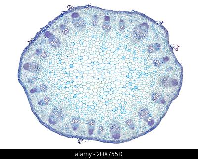 Mikroskopischer Querschnitt pflanzlicher Stammzellen, botanisches Bildungsbild mit detaillierter Zellstruktur und hochauflösender mikroskopischer Ansicht Stockfoto