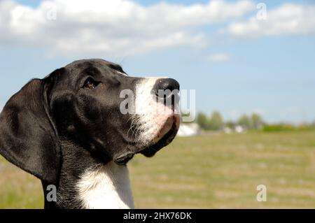 Welpe schaut sich etwas an. Stockfoto