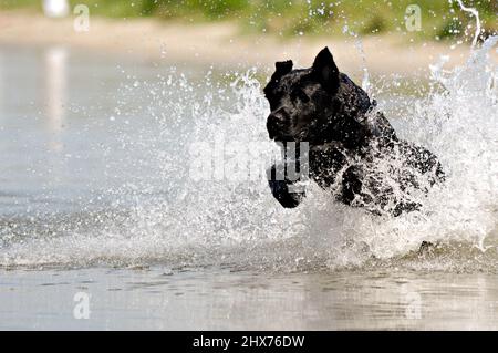 Schwarzer Hund springt im Wasser. Stockfoto