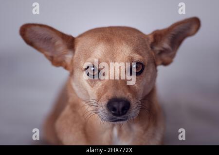 Nahaufnahme eines kleinen schönen Mischlingshundes mit großen spitzen Ohren, die direkt auf die Kamera blicken, mit Fokus auf zarte und traurige Augen Stockfoto