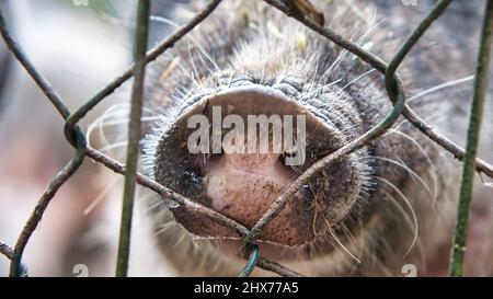 Schweinsschnauze am Zaun. Lustige Tieraufnahme des Säugetiers. Aufgenommen auf einem Bauernhof. Diese Nase ähnelt einer Steckdose Stockfoto