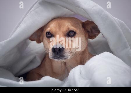Netter Mischlingshund, der im Winter unter einer weißen, warmen Decke aus einem Nickerchen aufwacht Stockfoto