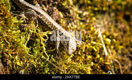 Eidechse auf einer Steinmauer, bewachsen mit Moos. Tieraufnahme eines Reptils. Nahaufnahme des wilden Tieres Stockfoto