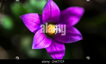 Mediterraner Sandkrokus, Romulea bulbocodium, clusiana. Iridaceae Nahaufnahme Makrofotografie. Enge Schärfentiefe, selektiver Fokus auf Stigmapistil, Stockfoto