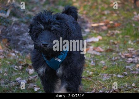 Goldendoodle Welpe in der Farbe schwarz und braun. Hybrid-Hund aus der Kreuzung zwischen goldenem Retriever und Pudel. Intime Familie Hund, die sehr Zuneigung ist Stockfoto