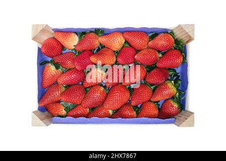 Erdbeeren in einer Holzkiste , Bio-Obst Stockfoto
