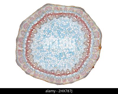 Mikroskopischer Querschnitt pflanzlicher Stammzellen, botanisches Bildungsbild mit detaillierter Zellstruktur und hochauflösender mikroskopischer Ansicht Stockfoto